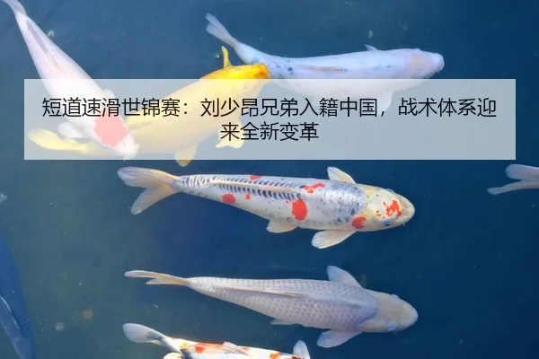 短道速滑世锦赛：刘少昂兄弟入籍中国，战术体系迎来全新变革