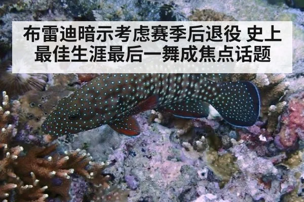 布雷迪暗示考虑赛季后退役 史上最佳生涯最后一舞成焦点话题
